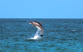  - Canarie.it
