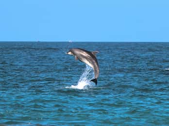 Golfo Aranci: Dolphin Watching Kayaking Tour with Aperitif