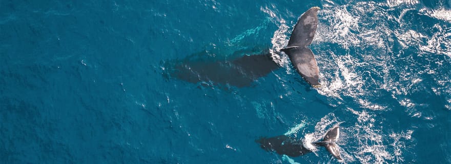 Kaikoura : vol avec commentaires pour l'observation des baleines