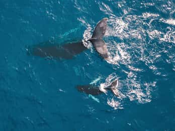 Rundflug mit Kommentar — Air Kaikoura