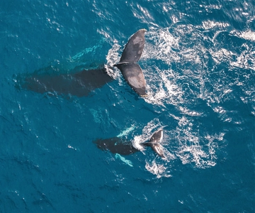Kaikoura: 40-minuten walvissafari met commentaar