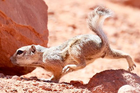 Las Vegas: Dagtrip Valley of Fire en de Zeven Magische Bergen