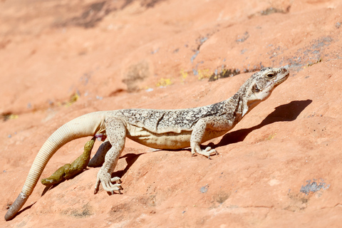 Las Vegas: Valley of Fire and Seven Magic Mountains Day Trip