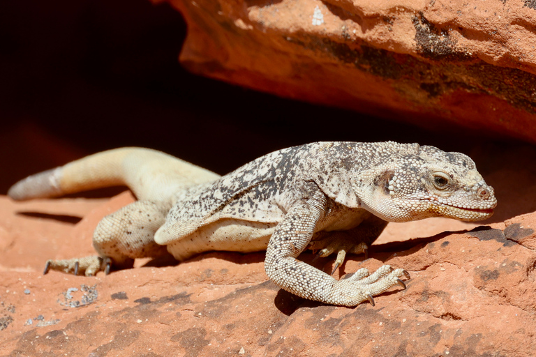 Las Vegas: Dagtrip Valley of Fire en de Zeven Magische Bergen