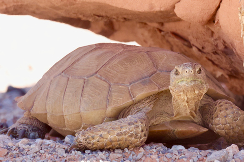 Las Vegas: Valley of Fire Zonsondergang Tour met Hotel TransfersLas Vegas: Valley of Fire Sunset Tour met hoteltransfers