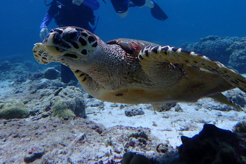 Od Phuket: 3-dniowy PADI Open Water Diver Certyfikacji