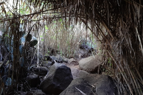 Barranco de los Cernicalos: wandelen in het regenwoud