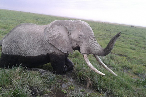 Safari de 4 días por Kenia de Nairobi a MombasaSafari de 4 días de Nairobi a Mombasa