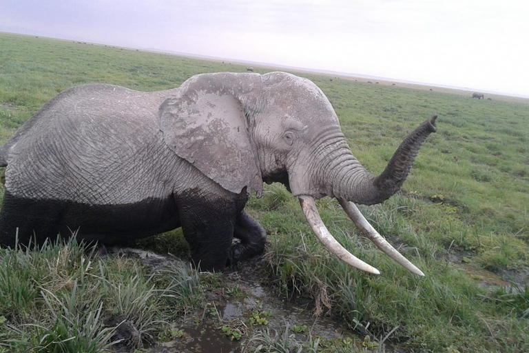 Safari de 4 días por Kenia de Nairobi a MombasaSafari de 4 días de Nairobi a Mombasa