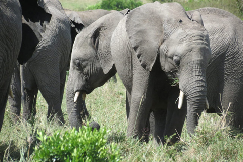 Safari de 4 días por Kenia de Nairobi a MombasaSafari de 4 días de Nairobi a Mombasa