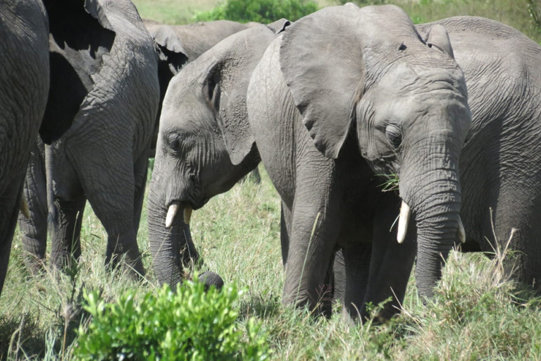 Safari de 4 días por Kenia de Nairobi a MombasaSafari de 4 días de Nairobi a Mombasa