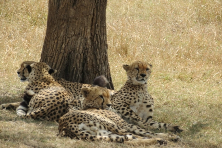 Safari de 4 días por Kenia de Nairobi a MombasaSafari de 4 días de Nairobi a Mombasa
