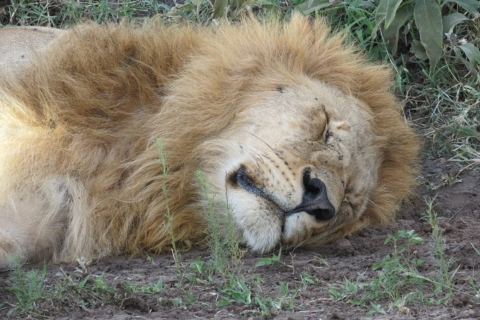 4 jours de safari du Kenya de Nairobi à Mombasa4 jours de safari de Nairobi à Mombasa