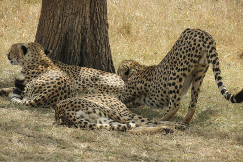 Safari de 4 días por Kenia de Nairobi a MombasaSafari de 4 días de Nairobi a Mombasa