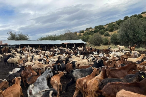 Thessaloniki: Besuch eines Bauernhofs und eines traditionellen DorfesBesuch einer Ziegen- und Schaffarm