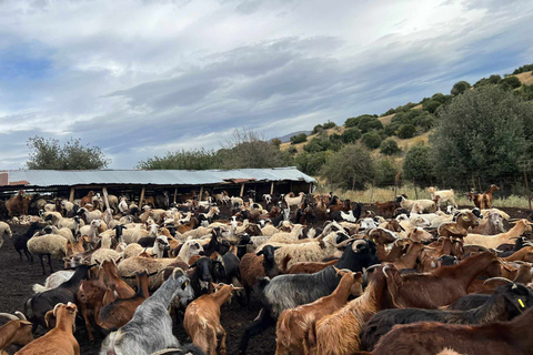 Thessaloniki: Besuch eines Bauernhofs und eines traditionellen DorfesBesuch einer Ziegen- und Schaffarm