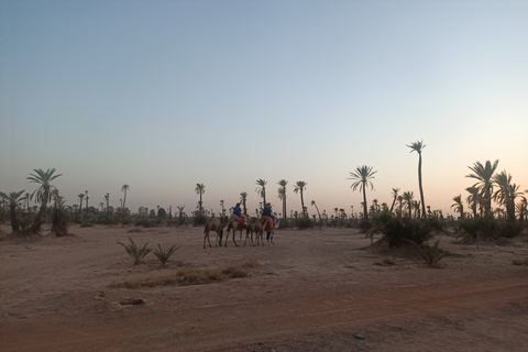 Paseo en camello por el palmeral de Marrakech