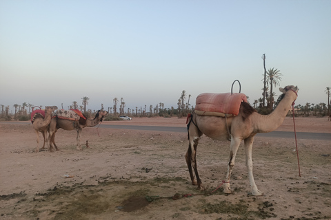 Kamelritt i Marrakech i palmlunden