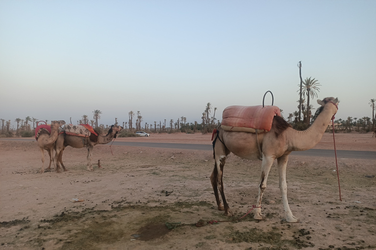 Marrakech camel ride in the palm grove