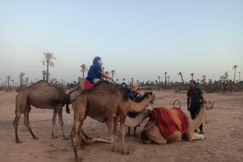 Kameelrit in Marrakech in het palmenbos