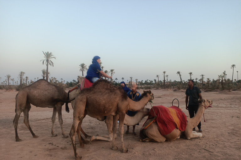 Kamelritt i Marrakech i palmlunden