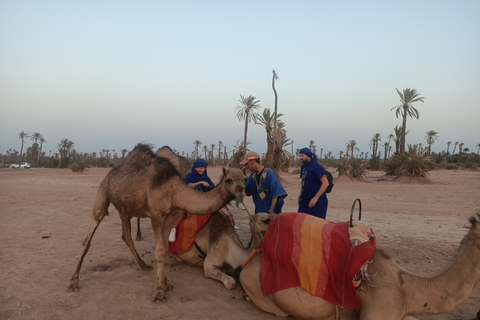 Promenade à dos de chameau dans la palmeraie de Marrakech