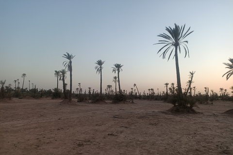 Kamelritt i Marrakech i palmlunden