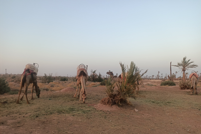 Promenade à dos de chameau dans la palmeraie de Marrakech