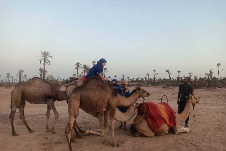 Kameelrit in Marrakech in het palmenbos