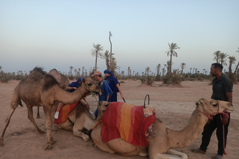 Promenade à dos de chameau dans la palmeraie de Marrakech