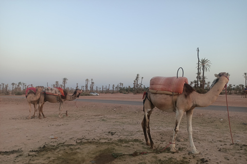 Kamelritt i Marrakech i palmlunden