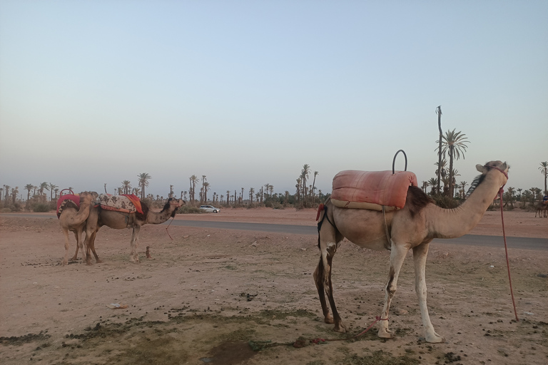 Kameelrit in Marrakech in het palmenbos