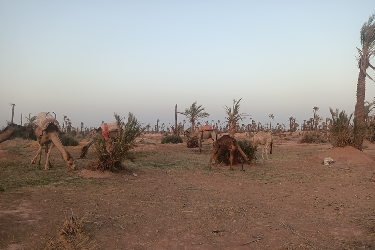 Promenade à dos de chameau dans la palmeraie de Marrakech