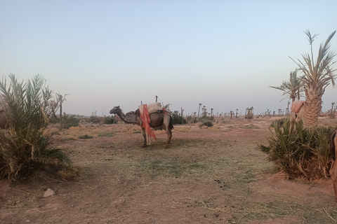 Kameelrit in Marrakech in het palmenbos