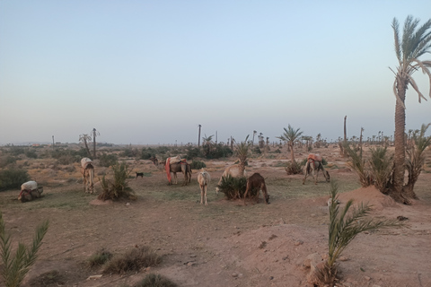 Giro in cammello a Marrakech nel palmeto