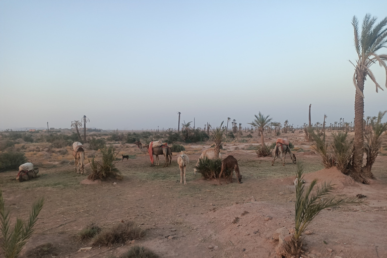 Promenade à dos de chameau dans la palmeraie de Marrakech