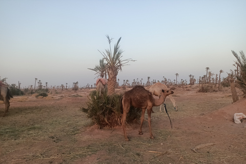 Paseo en camello por el palmeral de Marrakech