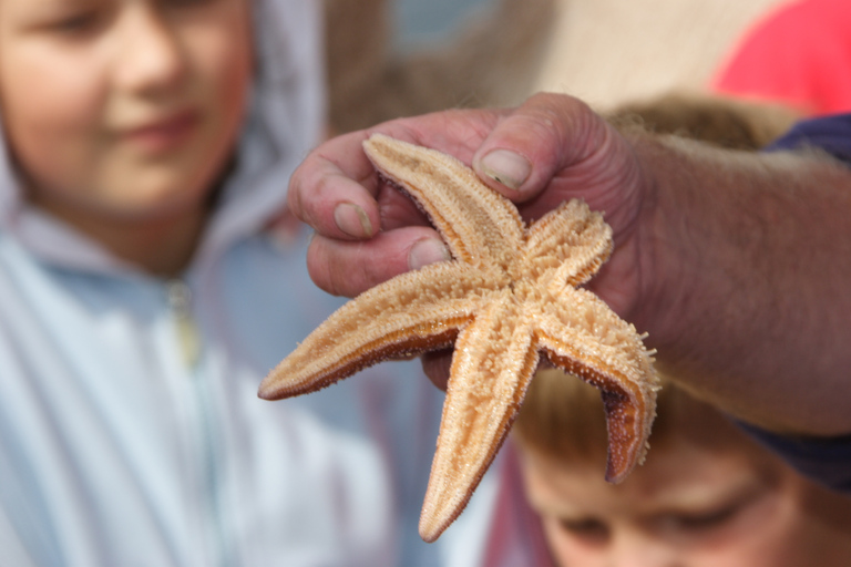 Desde Tönning: Excursión en barco para ver las focasDesde Tönning: Excursión en barco para avistar focas