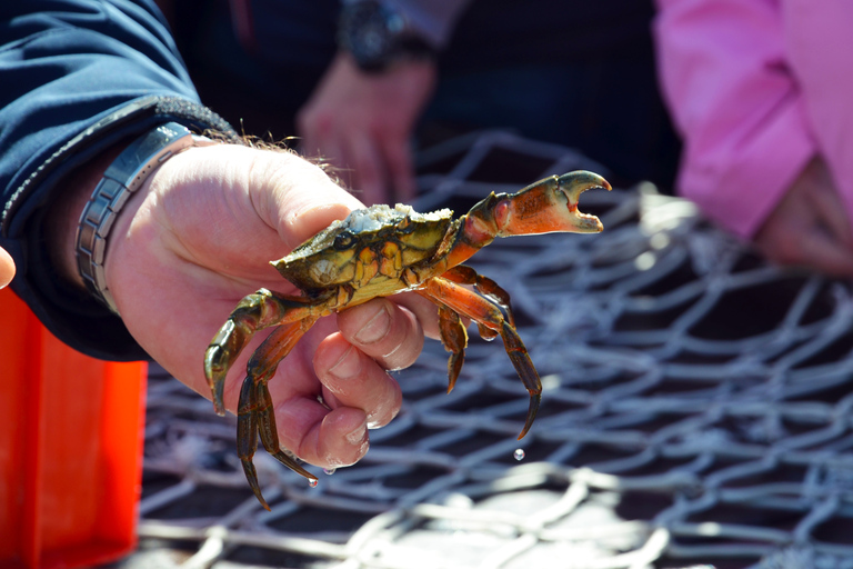 Desde Tönning: Excursión en barco para ver las focasDesde Tönning: Excursión en barco para avistar focas