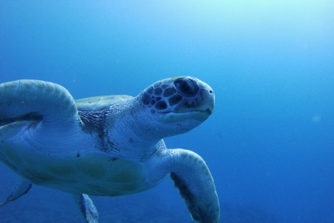 Teneryfa: wypróbuj nurkowanie dla początkujących w obszarze żółwiWypróbuj Nurkowanie dla początkujących w Strefie Żółwi