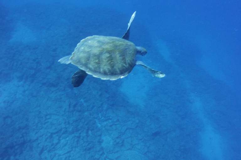 Tenerife: probeer duiken voor beginners in het schildpaddengebiedProbeer Dive voor beginners in het Turtle Area