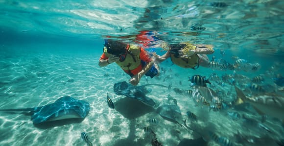 Cozumel: Snorkel and Swim with Stingrays