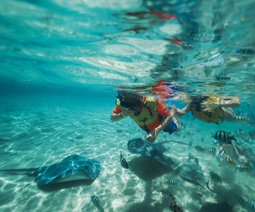 Cozumel: Snorkel and Swim with Stingrays