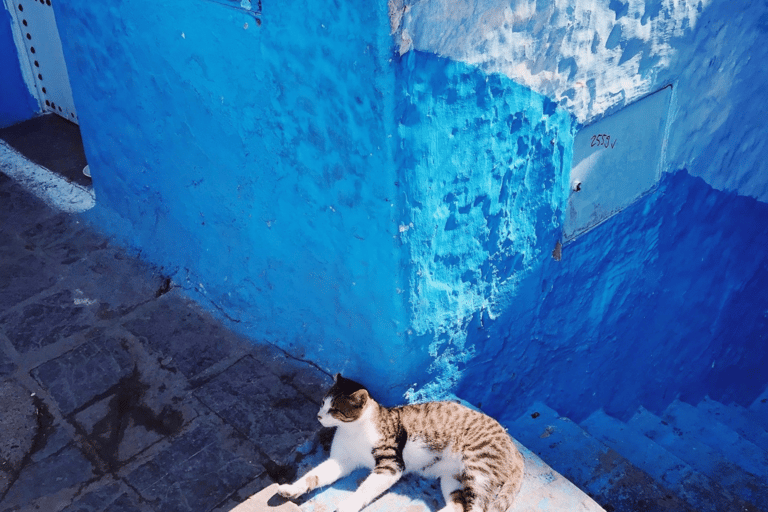 Melhor excursão de um dia a Chefchaouen saindo de FezViagem diurna de Fes a Chefchaouen - Pacote Premium