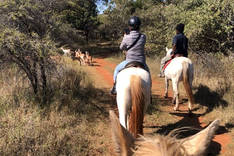 Da Johannesburg: safari a cavallo e tour in funivia
