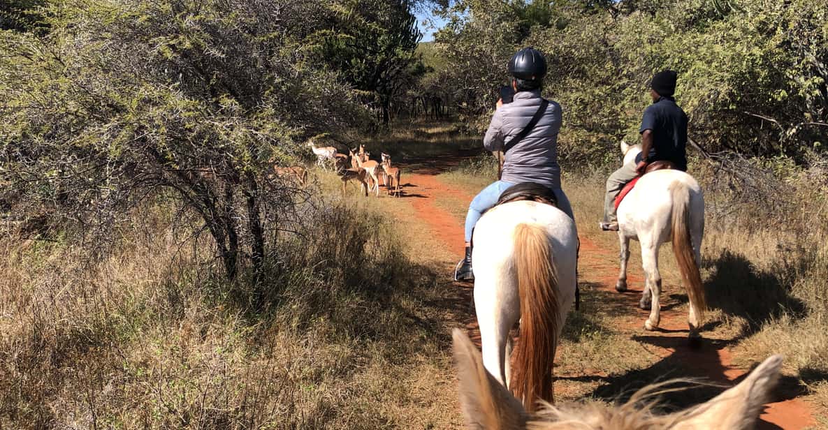 From Johannesburg HorseRiding Safari and Cable Car Tour GetYourGuide
