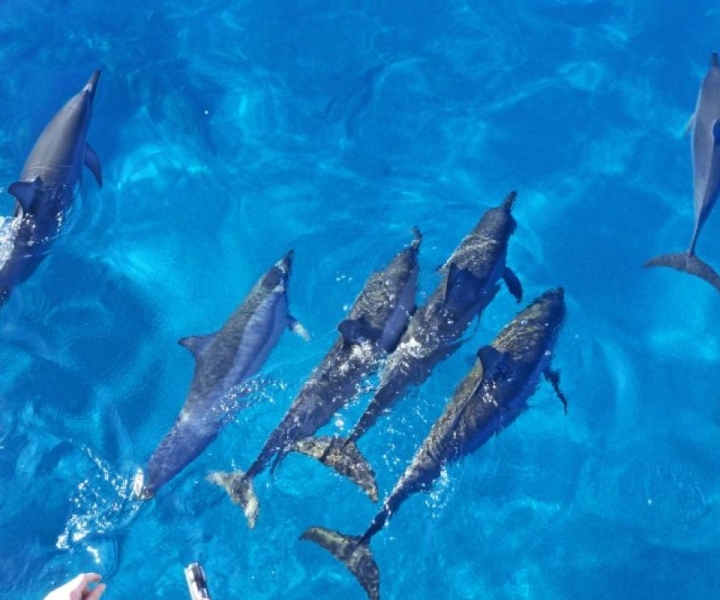 Port Ghalib: Sataya Reefs Dolphin Snorkel Cruise com almoço