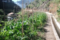 Levada dos Maroços - Half Day - Easy Walk - Housity