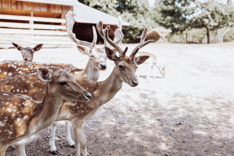 From Split: Magical Plitvice Lakes and Hidden Deer Ranch