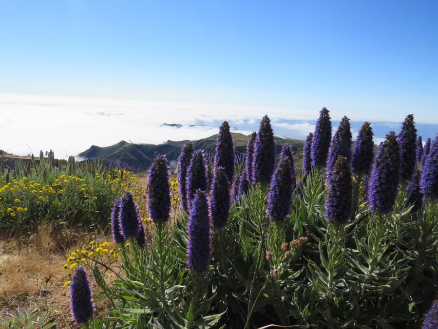 Madeira 3 Gipfel, Pico Arieiro, Das Torres, Ruivo trek GetYourGuide